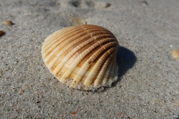 Fototapeta na wymiar Beautiful seashell on sand background in Florida beach