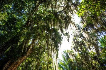 Fototapeta premium Forest, lush foliage, tall trees at spring or early summer - photographed from below