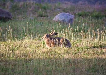 Ein Feldhase auf einer Wiese im Abendlicht.