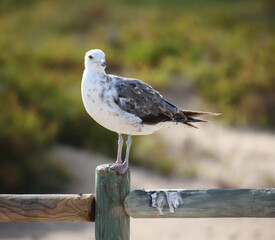 Eine Möwe sitzt auf einem Pfosten einer Wegbegrenzung.