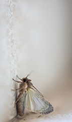 Ein Falter, auf Fuertefentura beheimatet an einer Wand.