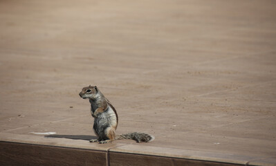 Nahaufnahme eines Atlashörnchen auf Fuerteventura. Eine eingeschleppte Art.