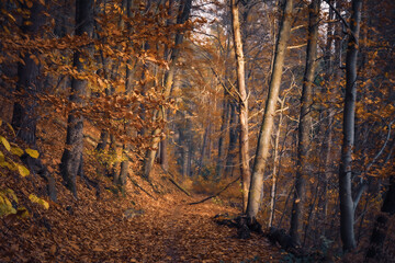 Fall Autumn in Germany, Europe in the hill forest countryside