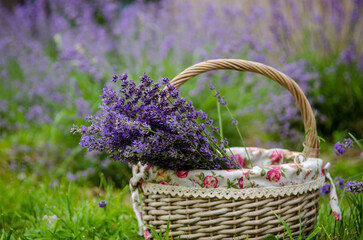 Fototapeta na wymiar Straw basket with collected bouquets of lavender, in garden in the summer on the grass