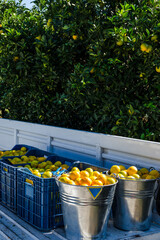 Tangerine orchard, tangerine harvest collected in metal buckets and plastic boxes placed in the back of a car