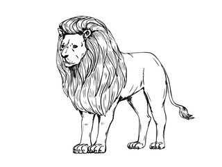 Naklejka premium Lion sketch drawing on white background. Astrological Lion zodiac sign. Astrology emblem. Vector illustration