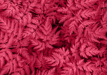 Viva Magenta red leaves texture and background. Myrrhis or myrrhis odorata leaves close up. Color of the year 2023 Viva Magenta.