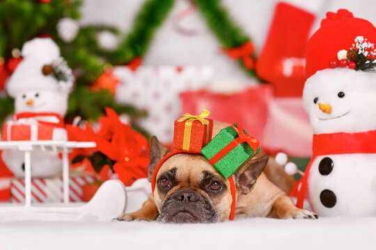 French Bulldog dog wearing Christmas gift box headband between seasonal decoration