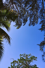 Obraz na płótnie Canvas palm trees and tropical trees surrounding a bright blue sky frame - design element