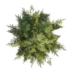 Picea obovata, the Siberian spruce, 3d rendering of siberian tree on PNG transparent background