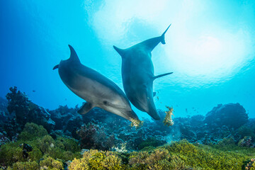 Fototapeta na wymiar Dolphins playing with seaweed