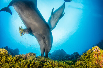 Obraz na płótnie Canvas Dolphins playing with seaweed