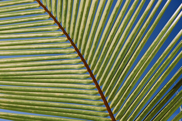 palm leaf detail with bright blue sky - Caribbean vibes 