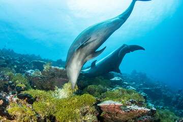 Obraz na płótnie Canvas Dolphins playing with seaweed