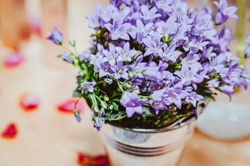 Blume in Topf zur Dektoration, Lila Blumen für Tischdekoration, Echte Blumen auf dem. Tisch im verzinkten Topf