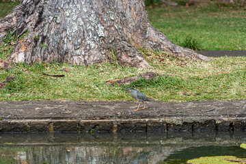 striated heron on Victoria amazonica lotus flower plant