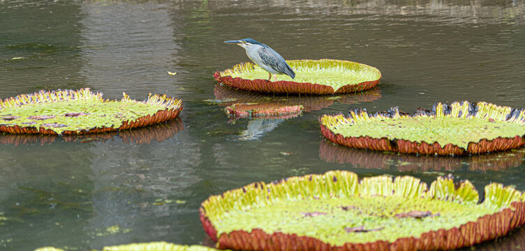 Victoria amazonica lotus flower plant