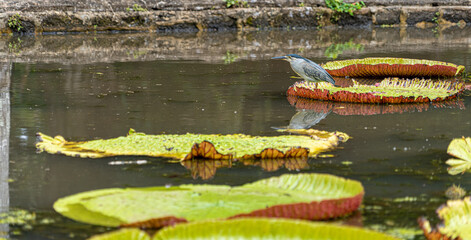 Victoria amazonica lotus flower plant