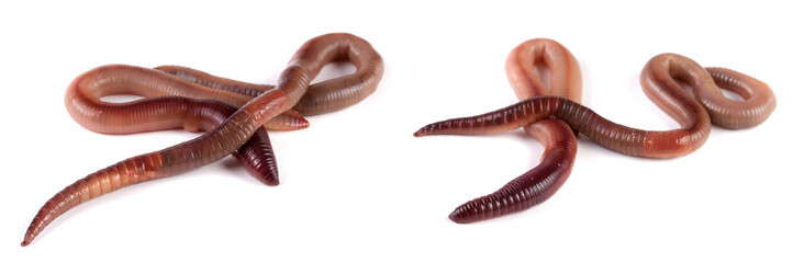 Two earthworms isolated on white background. Set or collection