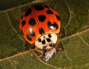 Asian lady beetle, Harmonia axyridis eating Asian Woolly Hackberry Aphid, Shivaphis celti (Hemiptera: Aphididae) on Mediterranean hackberry leaf 