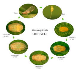 Carrot psyllid, Trioza apicalis (Hemiptera: Triozidae) is a serious pest of carrots, Daucus carota in northern and central Europe. Life cycle. Development stages isolated on a white background