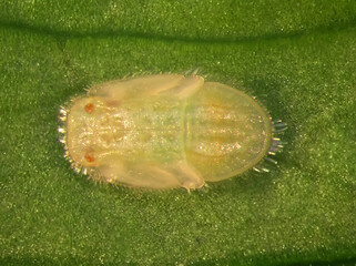 Carrot psyllid, Trioza apicalis (Hemiptera: Triozidae) is a serious pest of carrots, Daucus carota...
