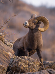 rocky mountain bighorn sheep in the mountains
