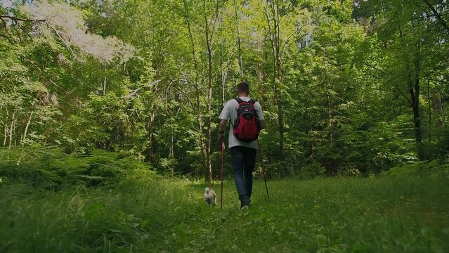 Active young man with nordic walking sticks walks in forest with pug dog. Healthy lifestyle and travel with pet concept 