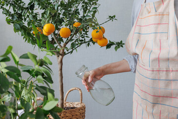 woman waters takes care of orange tree in wicker basket. citrus fruits grow on branches. ripe...