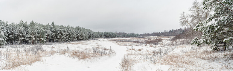 Hilly wilderness with dried grass and pine forest covered with snow. Winter panoramic landscape on a cloudy day