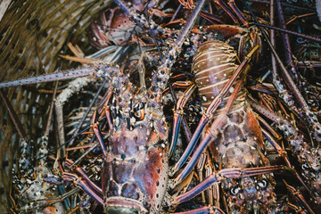 Closeup of Caribbean lobster in a basket in Nigril, Jamaica fish market