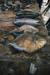 Nigril, Jamaica fish market