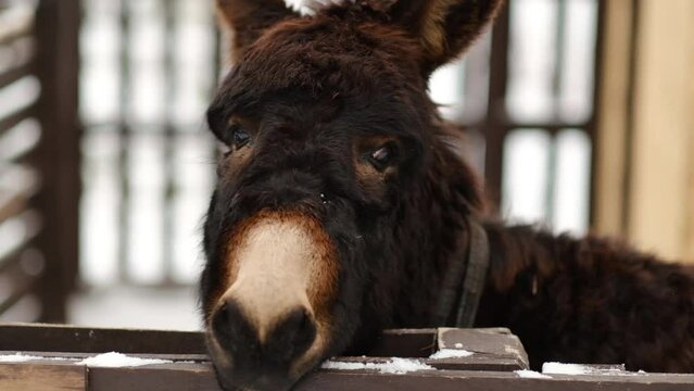 Donkey eating hay at winter