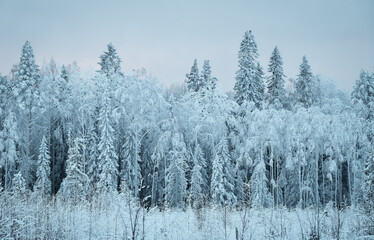 Fototapeta premium Trees covered in snow and frost. Beautiful winter landscape. Karelia.