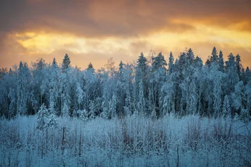 Papier Peint photo Forêt dans le brouillard Trees covered in snow and frost. Beautiful winter landscape at sunset. Karelia.