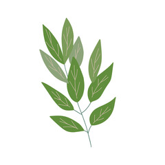 Christmas plant, decorative branch with leaves for home decor, festive holiday arrangement, vector illustration for seasonal greeting card, invitation, banner
