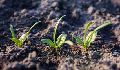 Young spinach sprouts in the garden