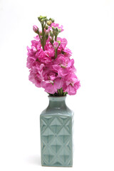 白背景の花瓶に活けたピンクのストック