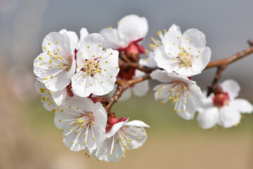 photos of flowering apricot tree and apricot flowers