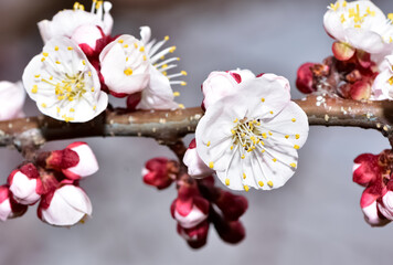 Obraz na płótnie Canvas photos of flowering apricot tree and apricot flowers