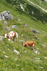Fototapeta na wymiar Cows in Armkarwand, Gosausee valley, Austria