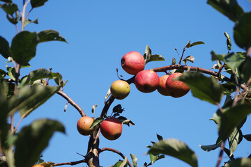 A ripe apple on the tree in autumn season