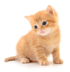 Obraz premium Kitten on white background.