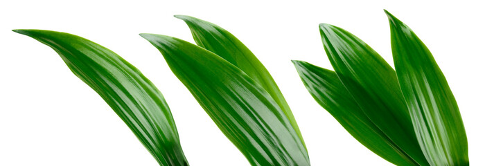 Tropic leaves. Exotic leaf isolate. Pineapple leaf on white background. Coconut leaf collection...