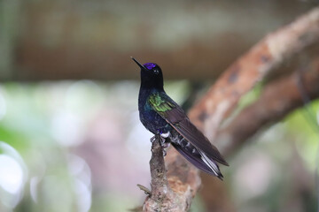boissonneaua jardini posado en un árbol