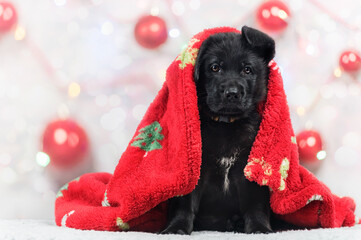 Świąteczny szczeniak, czarny owczarek niemiecki otulony czerwonym kocykiem