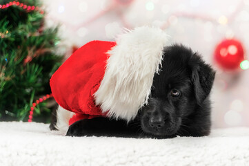 Świąteczny szczeniak, czarny owczarek niemiecki w czapce Mikołaja