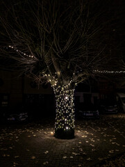 Fototapeta na wymiar Pollard willow decorated with Christmas lights. Image taken at night in December, Olen, Belgium. 