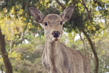 Stunning Deer in the woods, at Nara Park in Nara, Japan.