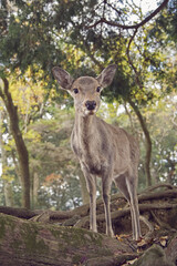 Naklejka na ściany i meble Stunning Deer in the woods, at Nara Park in Nara, Japan.